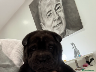 Shar Pei dogs 4 boys left!! BEAUTIFUL SHARPEI PUPS 🔥 - Advert 1