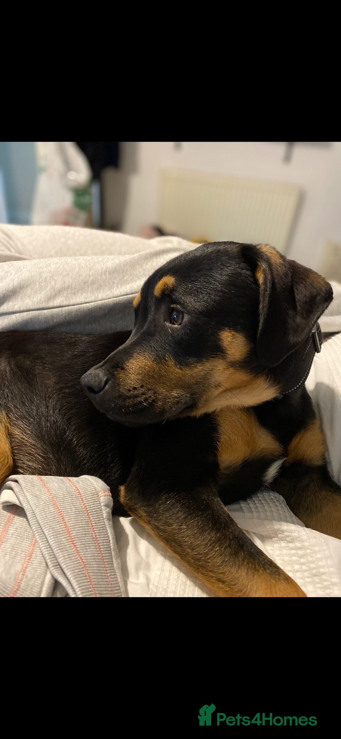 Mixed Breed dogs Two male  - Advert 4