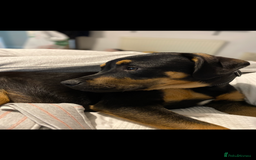 Mixed Breed dogs for sale: Two male  - Image 1