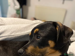 Mixed Breed dogs Two male - Advert 8