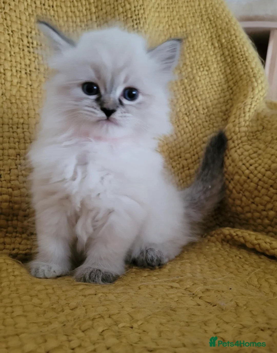 Siberian cats for sale: 🏆Championship Line Kittens. Dual Registered 🏆  - Advert 2