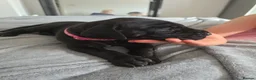 Great Dane dogs for sale: Great dane pups  - Advert 17
