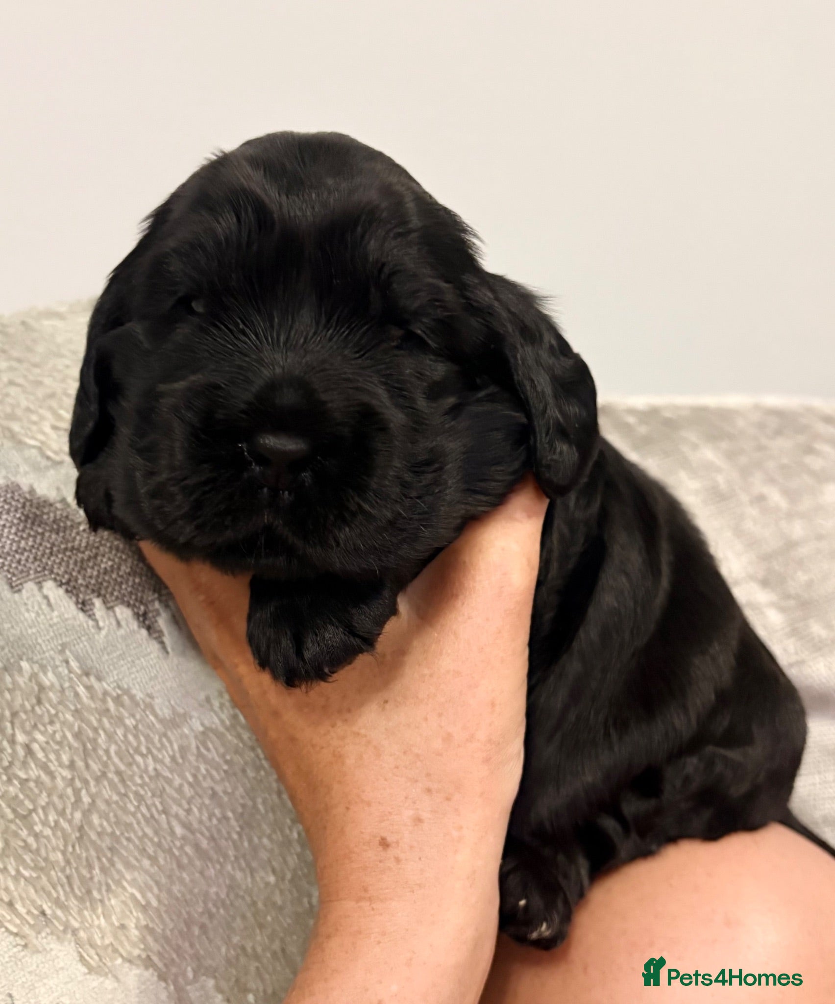 Cocker Spaniel dogs Beautiful Black Male Show Cocker Pup  - Advert 1