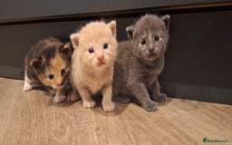 British Shorthair cats for sale: Last smokey blue kitten BSH x - Image 3