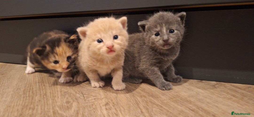 British Shorthair cats for sale: Last smokey blue kitten BSH x - Image 3