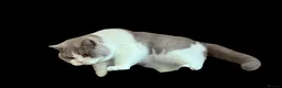 British Shorthair cats for sale: TICA reg lilac bi colours ready from 10 December  - Advert 11
