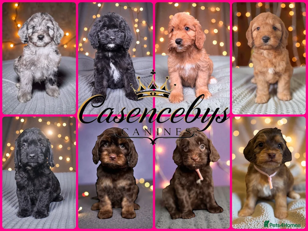 Cockapoo dogs for sale: 🐶THE MOST PERFECT DNA CLEAR MINI F1 COCKAPOOS🐶 - Advert 1