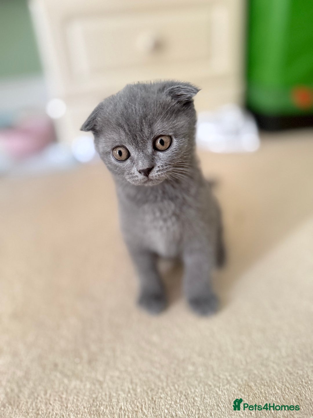 Scottish Fold cats for sale: Selling Scotish fold kitten - Image 4