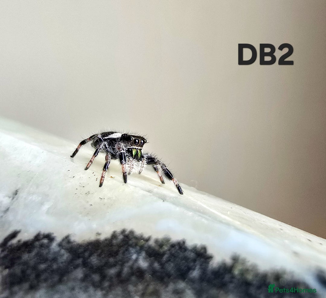 Spiders invertebrates for sale: Phidippus regius Apalachicola  - Image 7