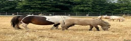Shetland pony horses for sale: Miniature Shetland Colt Foal in Lichfield - Advert 2