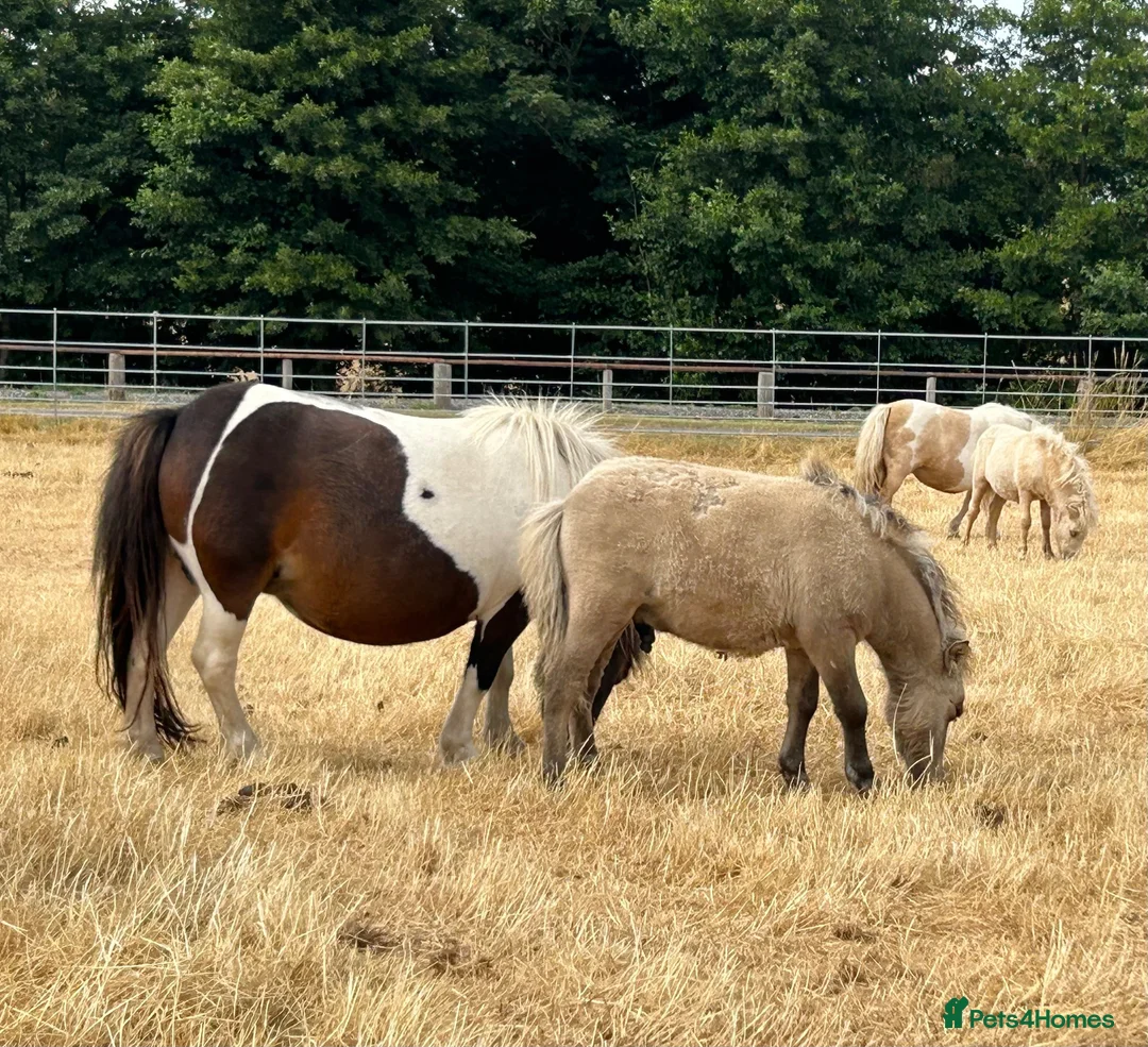 Shetland pony horses for sale: Miniature Shetland Colt Foal in Lichfield - Advert 2