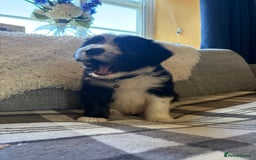 Bearded Collie dogs for sale: 💥3/4 beautiful BEARDIE BOY! 💥 - Advert 35