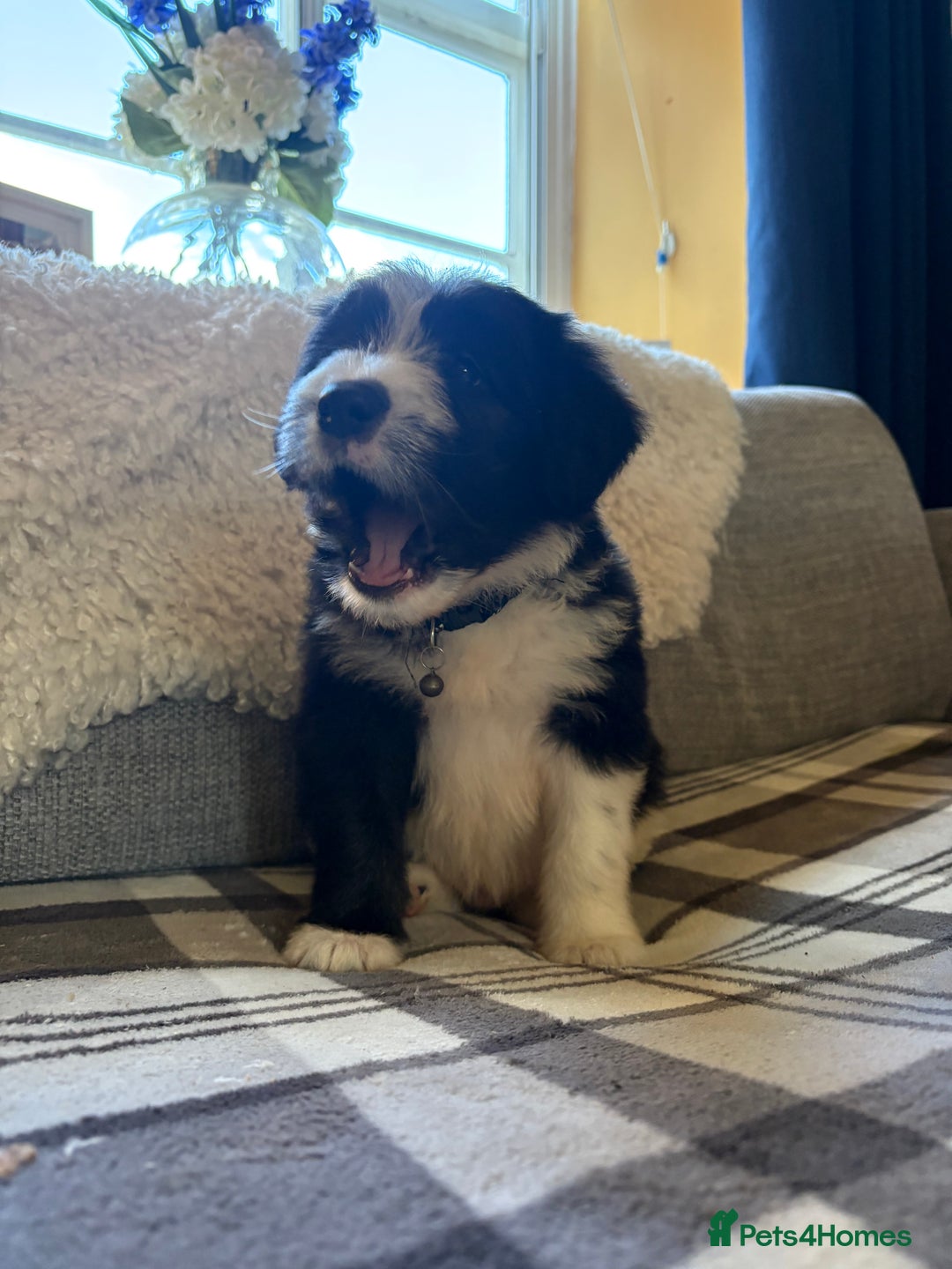 Bearded Collie dogs for sale: 💥3/4 beautiful BEARDIE BOY! 💥 - Advert 35