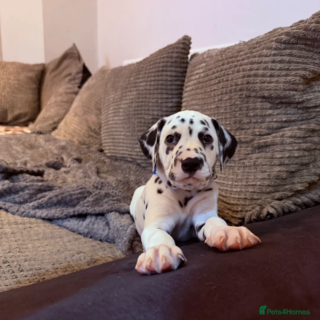 Dalmatian dogs for sale: 🐾Our Last Boy looking for forever home 🐶 💙 - Advert 6
