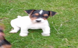 Mixed Breed dogs for sale: Lakeland x Russell terrier puppies  - Advert 3