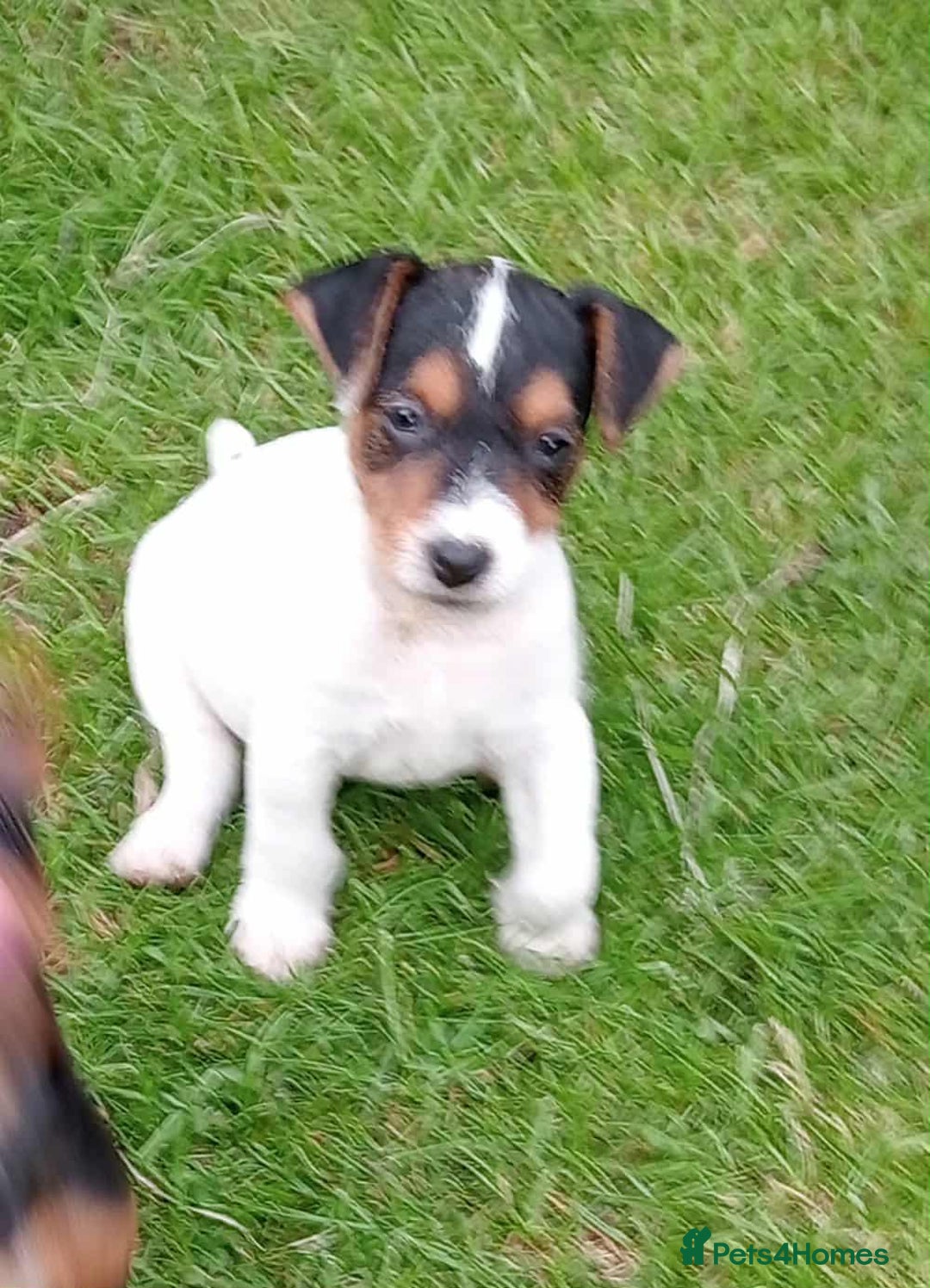 Mixed Breed dogs for sale: Lakeland x Russell terrier puppies  - Advert 3