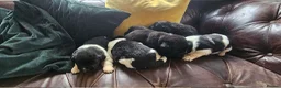 Newfoundland dogs for sale: Beautiful KC Registered Newfoundland Puppies!! - Advert 3