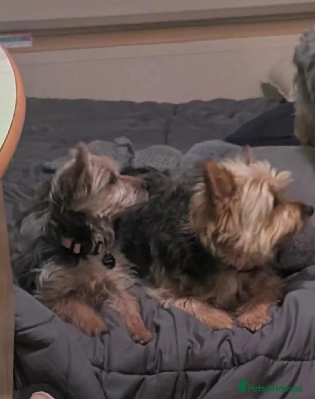 Yorkshire Terrier dogs for sale: Yorkie Pup 8 months old - Advert 2