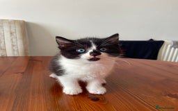 Mixed Breed cats for sale: 2 Adorable Kittens For Sale  - Image 11
