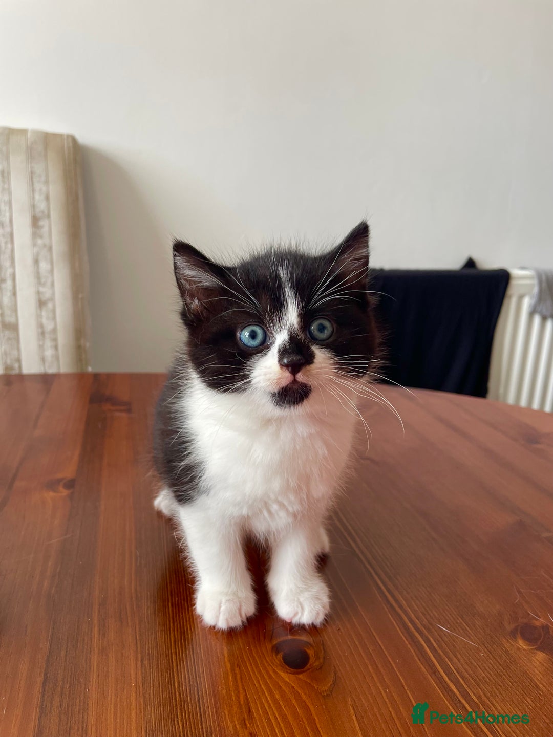 Mixed Breed cats for sale: 2 Adorable Kittens For Sale  - Image 11