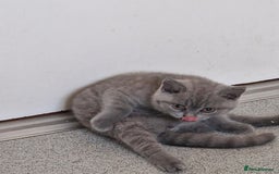 British Shorthair cats for sale: British shorthair - Image 4