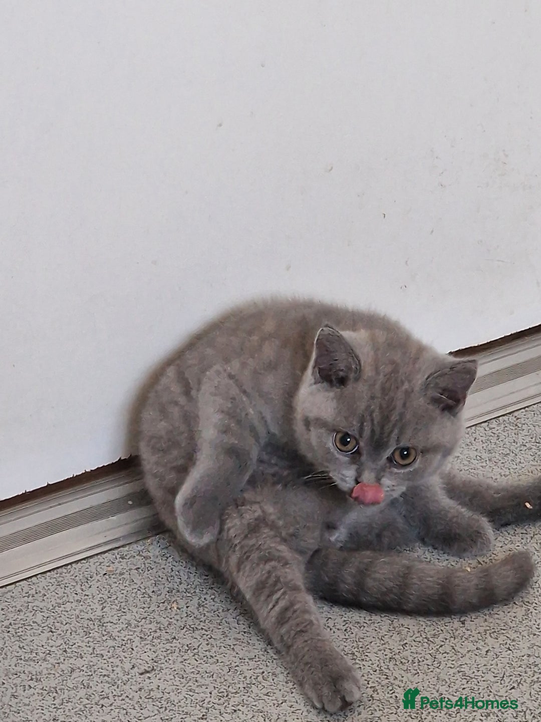 British Shorthair cats for sale: British shorthair - Image 4