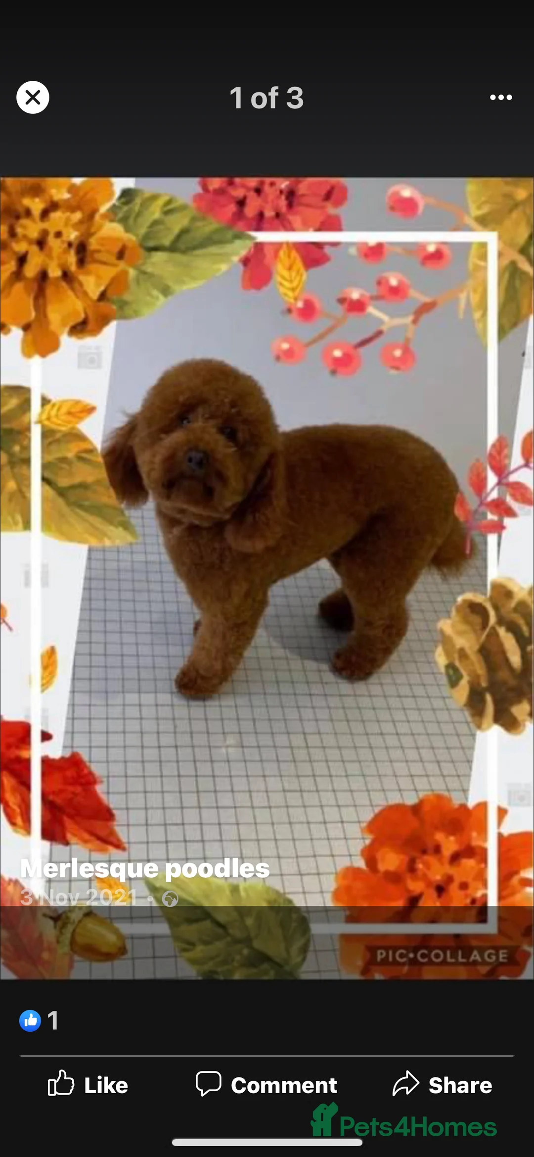 Mini Goldendoodle dogs for sale: Outstanding Rich Red Goldendoodles  - Advert 10