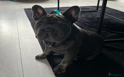 French Bulldog dogs for sale: 11 month old female french bulldog - Image 4