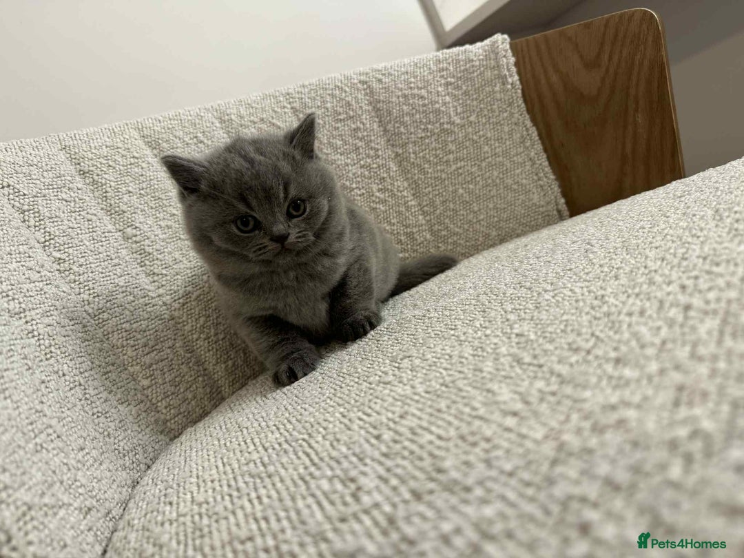 British Shorthair cats for sale: 🐾💙 Meet our little gentleman! 💙🐾 - Advert 4