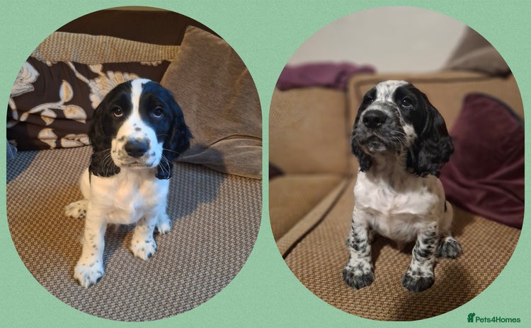 Cocker Spaniel dogs KC Registered cocker spaniel puppies ready now! - Advert 3