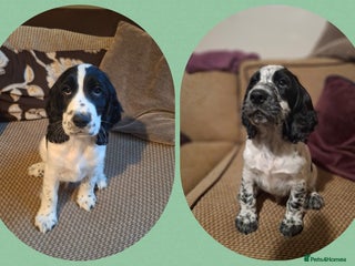 Cocker Spaniel dogs KC Registered cocker spaniel puppies ready now! - Advert 1