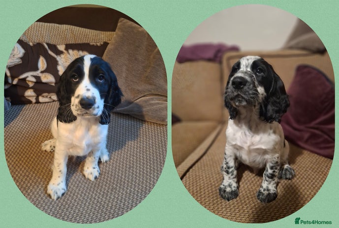 Cocker Spaniel dogs KC Registered cocker spaniel puppies ready now! - Advert 3