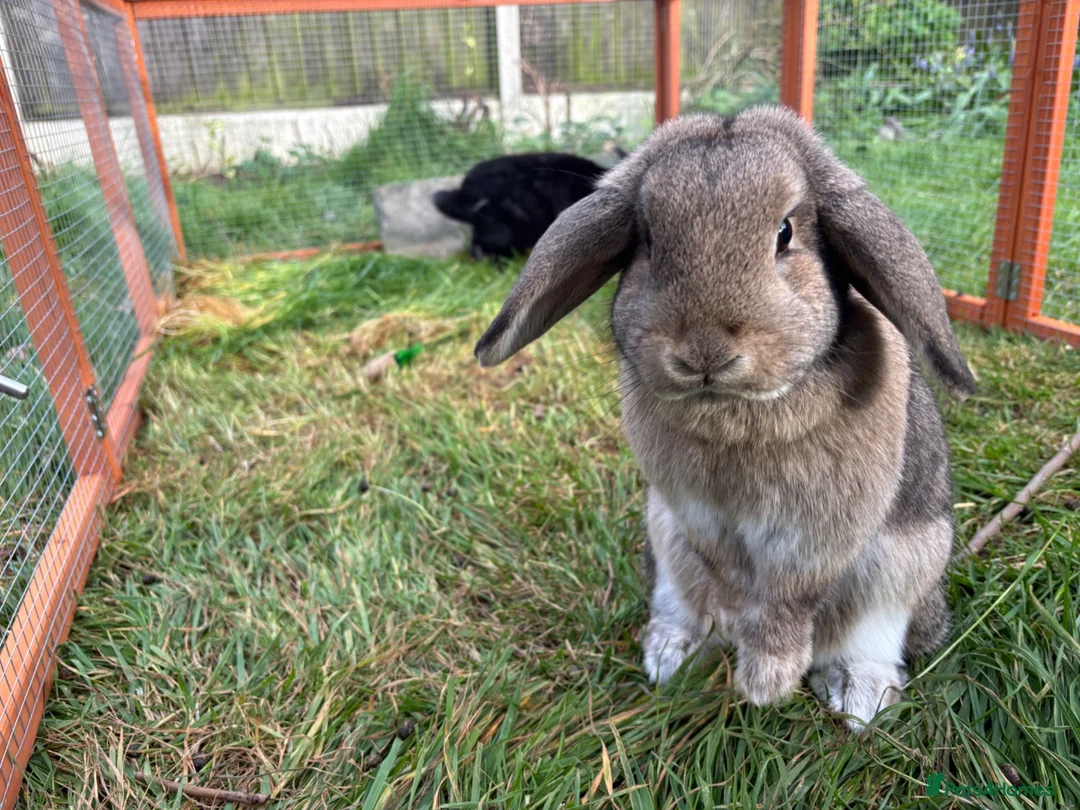 English Lop rabbits for sale: 2 beautiful girls need rehoming  in Rugby - Advert 1