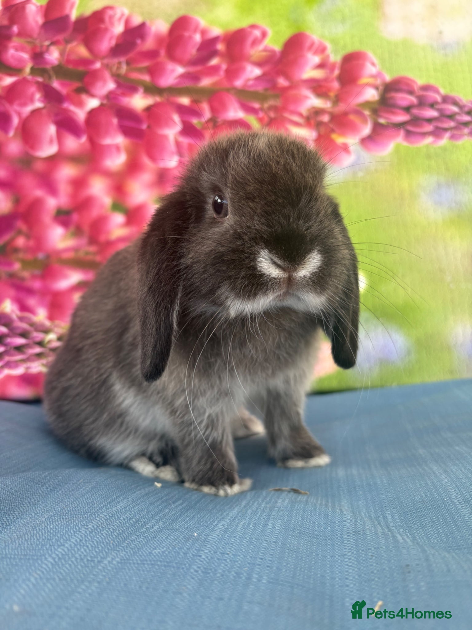 Mini Lop rabbits for sale: Mini lops - Advert 7
