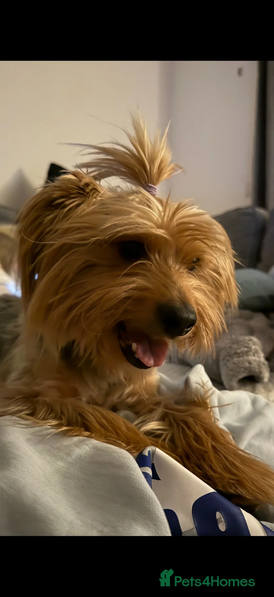 Shorkie dogs for sale: Girl and boy shorkie for sale - Advert 2