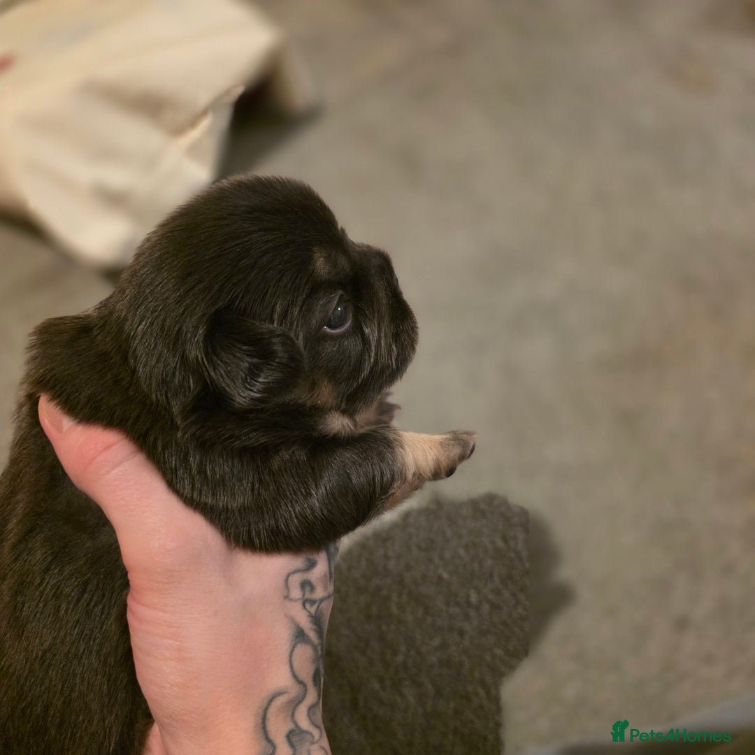 French Bulldog dogs for sale: HIGH QUALITY FLUFFY FRENCHIES  - Advert 7