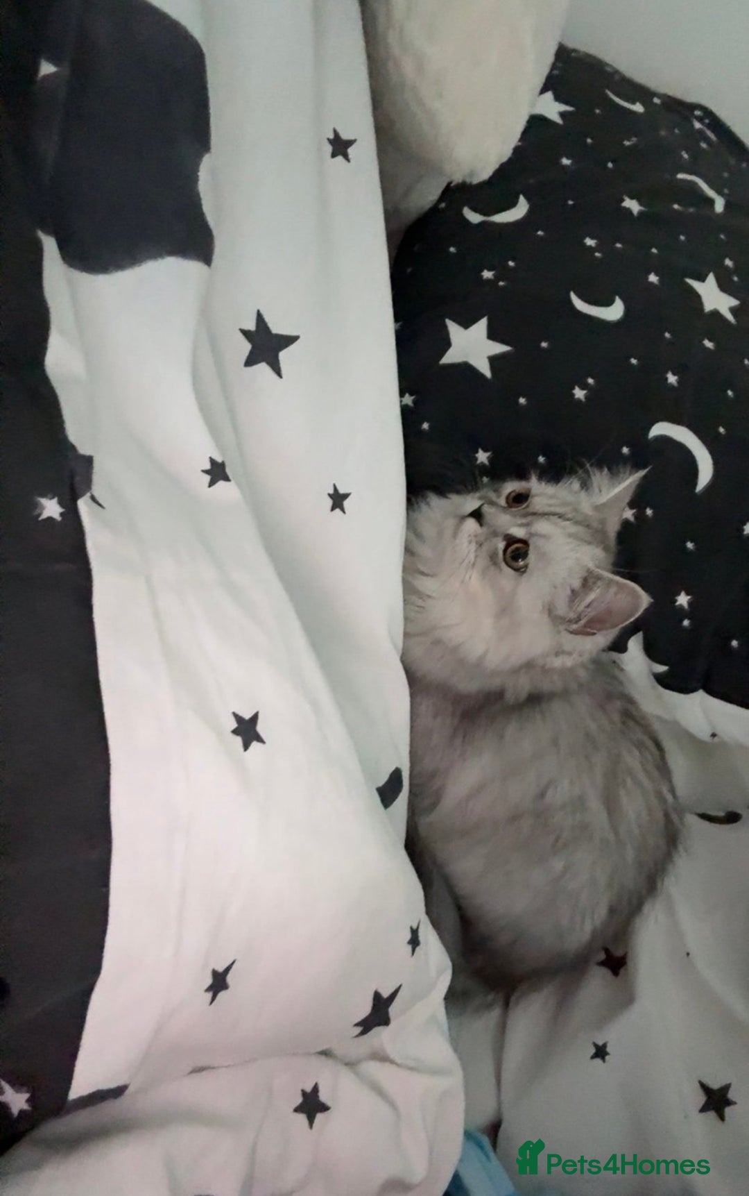 Persian cats for sale: Fluffy kitten white& silver coat girl chinchilla - Image 5