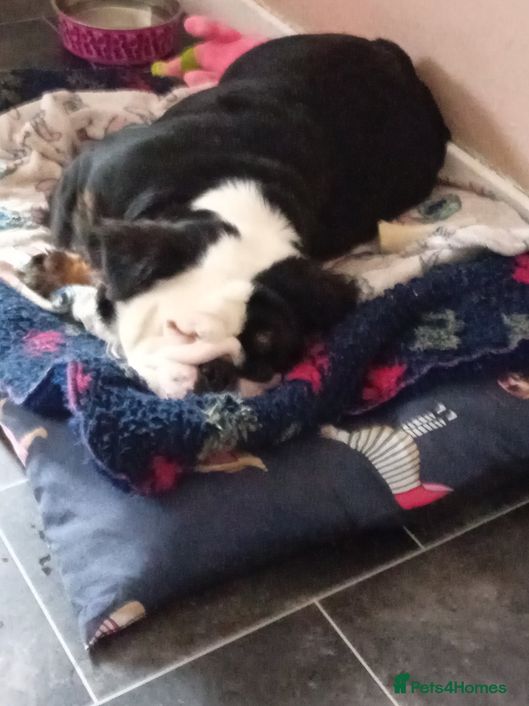 English Bulldog dogs for sale: Fluffy english bulldog female 2yrs born 2023 - Image 5
