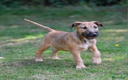 Mixed Breed dogs for sale: Wheatenbull Puppies English Bullterrier x Wheaten  in Egham - Image 2