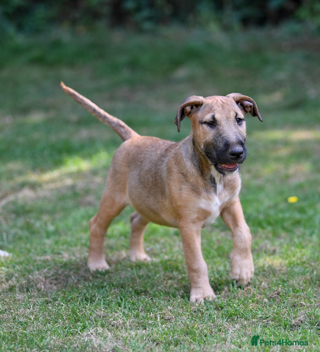 Mixed Breed dogs for sale: Wheatenbull Puppies English Bullterrier x Wheaten  in Egham - Image 2