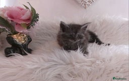 Maine Coon cats for sale: 2 kittens left In Search of Loyal Human Servant - Image 2