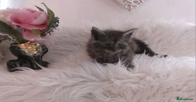 Maine Coon cats - Advert 1