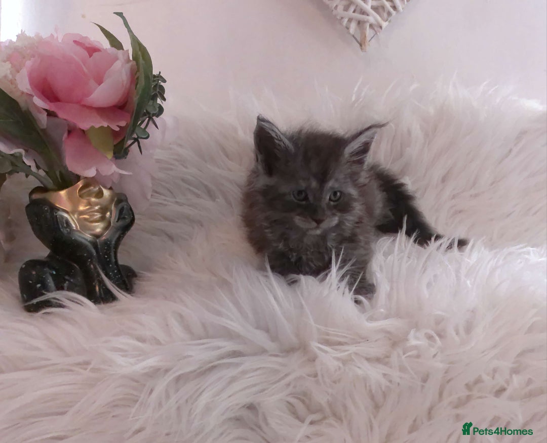 Maine Coon cats for sale: 2 kittens left In Search of Loyal Human Servant - Image 2
