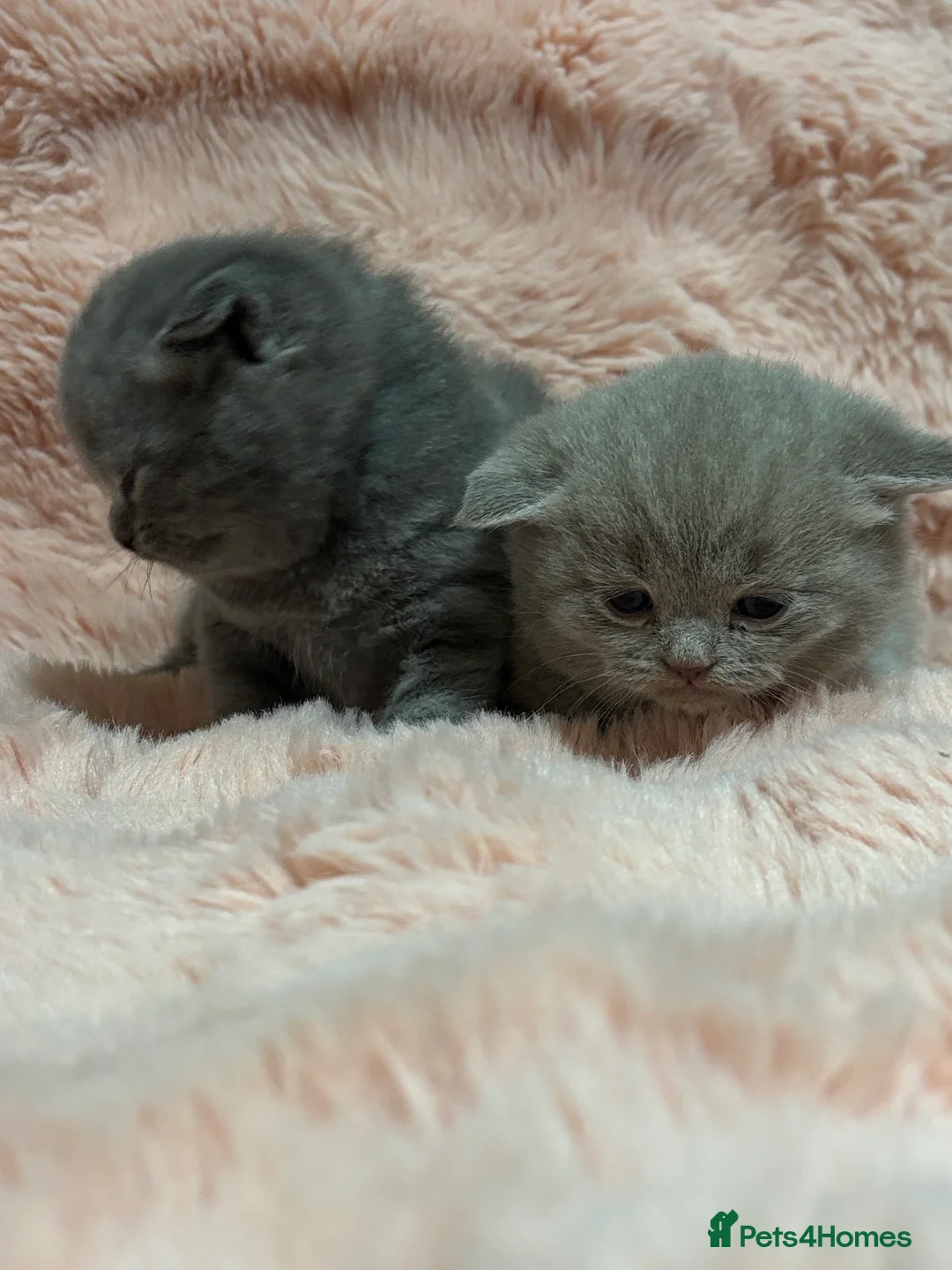 British Shorthair cats for sale: Beautiful British short hair kittens  - Advert 37