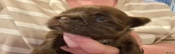 Shih Tzu dogs for sale: 5 beautiful KC reg shih Tzu puppies  - Advert 14