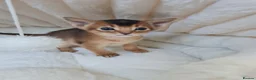 Abyssinian cats for sale: LAST TWO BOYS,champion line Abyssinian kittens🎖 - Advert 28
