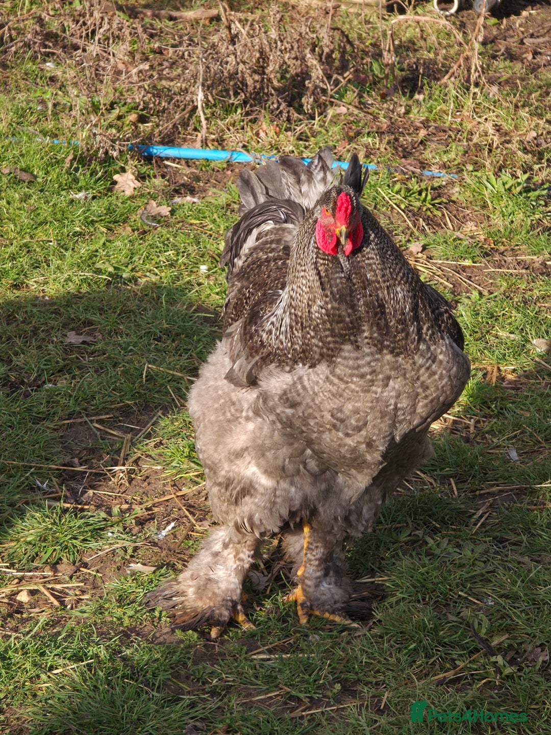 Chickens poultry for sale: Stunning Brahma's - Advert 5