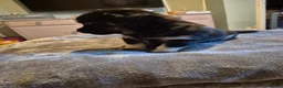 Chiweenie dogs for sale: Chiweenies  in Sandwich - Advert 6