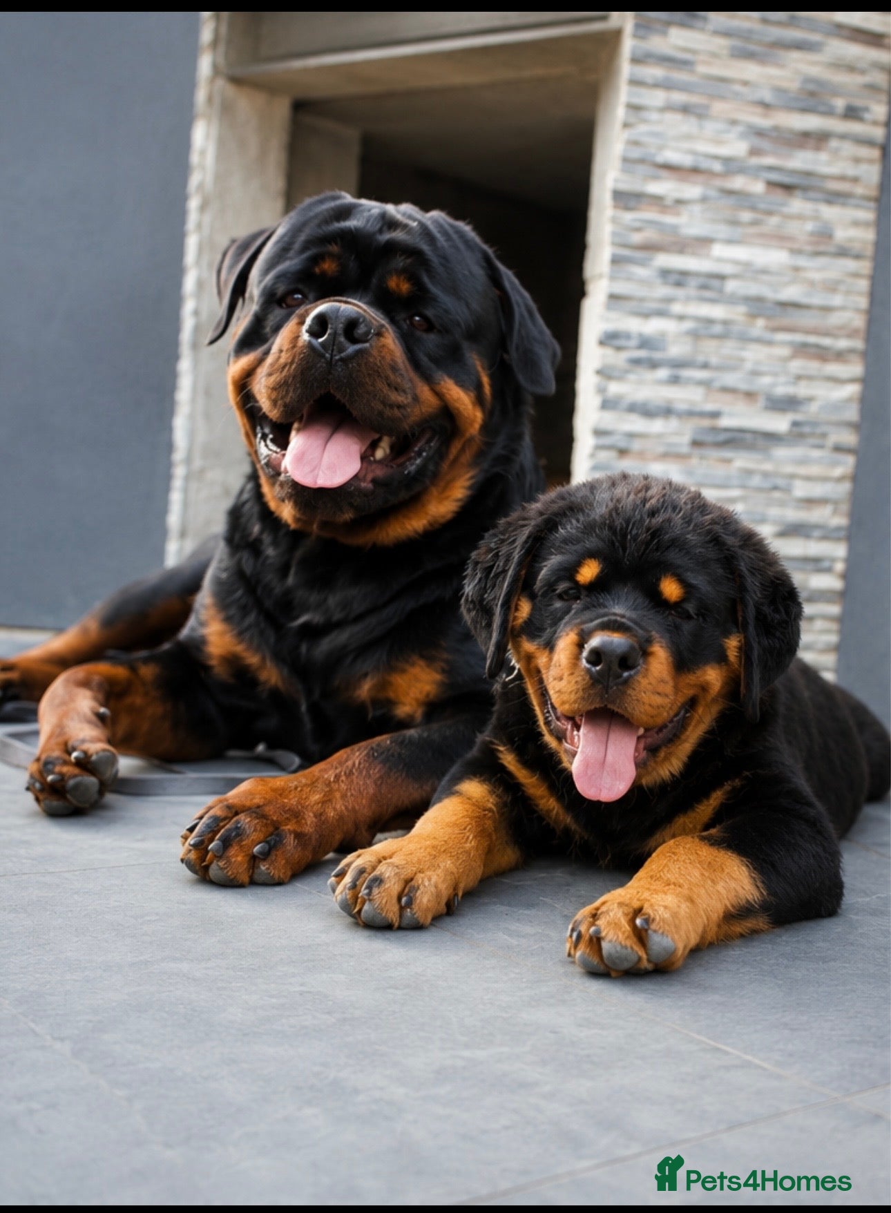Rottweiler dogs 🔥 STUD AVAILABLE – BRUNO 🔥 - Advert 4