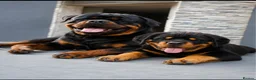 Rottweiler dogs for stud: 🔥 STUD AVAILABLE – BRUNO 🔥 - Advert 1